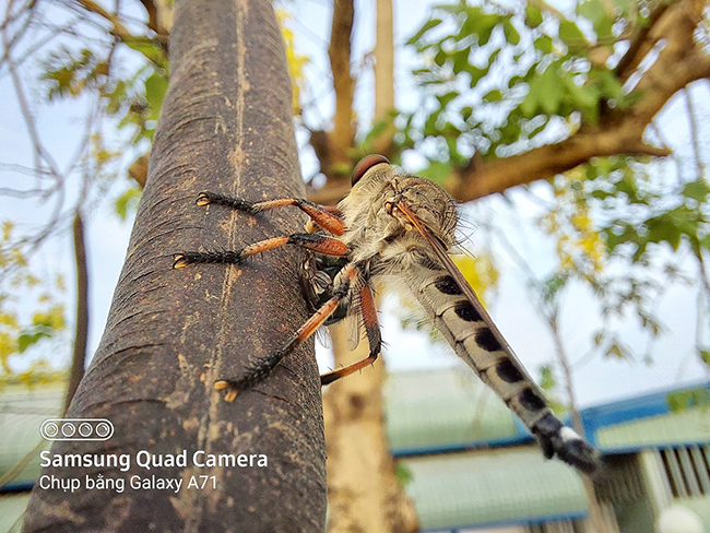 Galaxy A71 còn có camera Macro 5MP giúp mình dễ dàng chụp cận cảnh côn trùng với độ chi tiết rất cao và hậu cảnh cũng được xóa phông thật ấn tượng