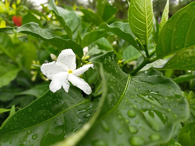 Đánh giá camera Oppo A92