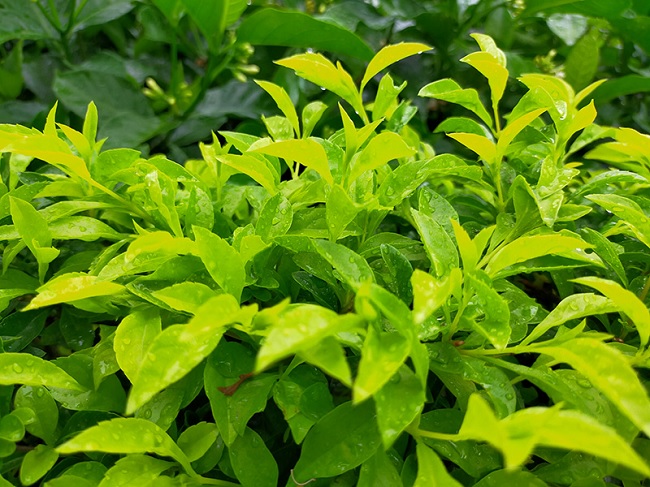 Đánh giá camera Oppo A92