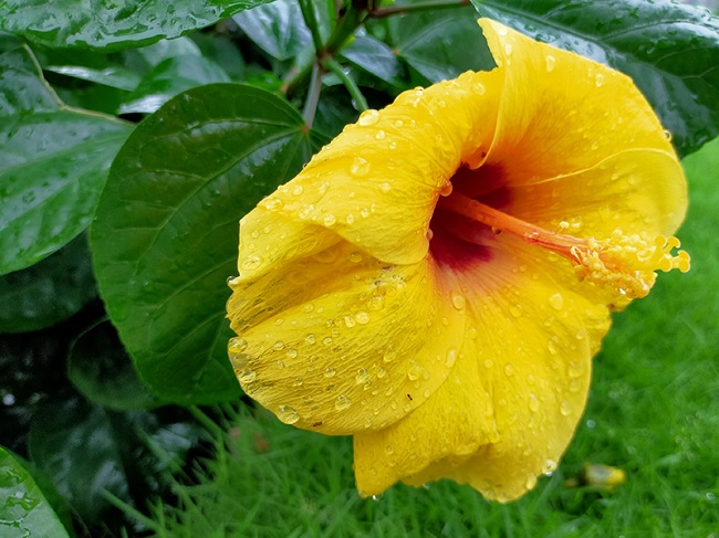 Đánh giá camera Oppo A92