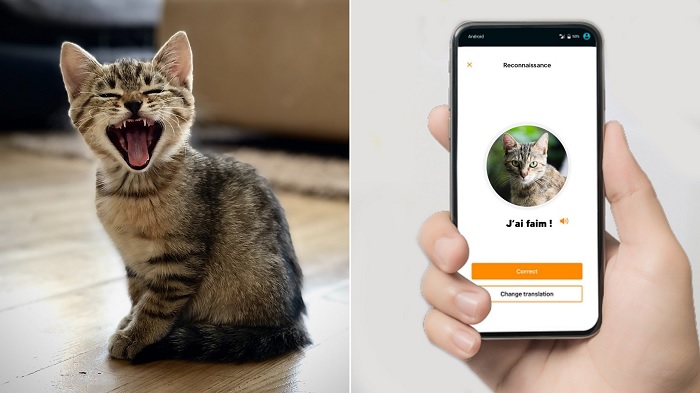 MeowTalk sẽ là tiền đề cho các ứng dụng hiểu tiếng động vật khác trong tương lai