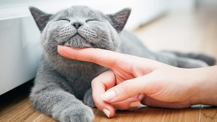 Tải ngay ứng dụng MeowTalk giúp bạn biết chú mèo thân thương muốn gì
