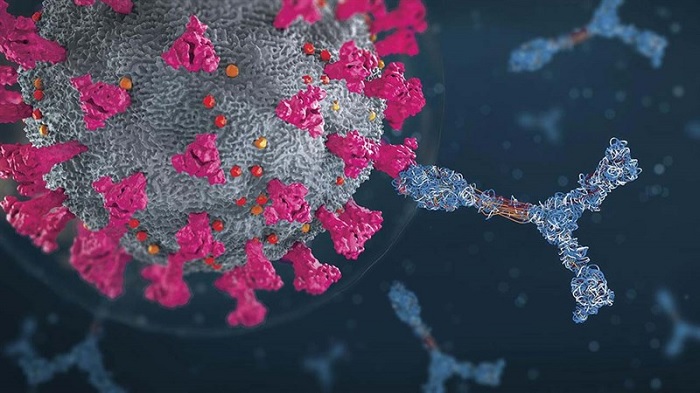 Sự phát triển của virus trên tế bào (ảnh minh họa)