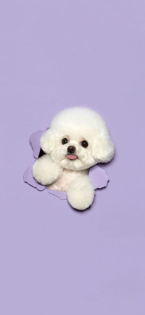 Hình hình họa chú cún Poodle White vô nằm trong xứng đáng yêu