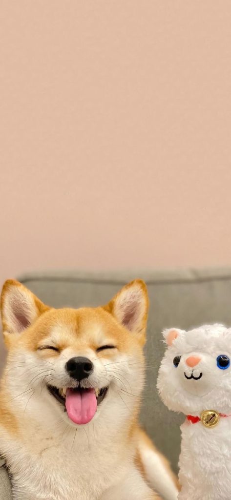 Hình hình họa chú chó Shiba cười cợt vui tươi vẻ mặt mày gấu bông color trắng