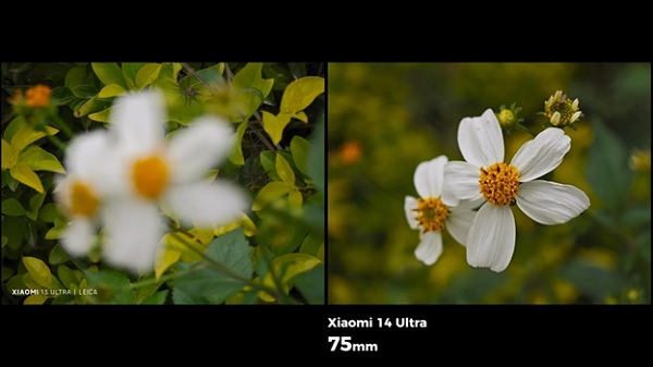 A close up of a flower
Description automatically generated