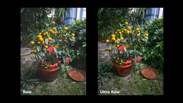 A plant with fruit in a pot
Description automatically generated