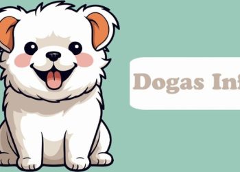 Ứng dụng Dogas Info là gì? Cách tải chi tiết, miễn phí